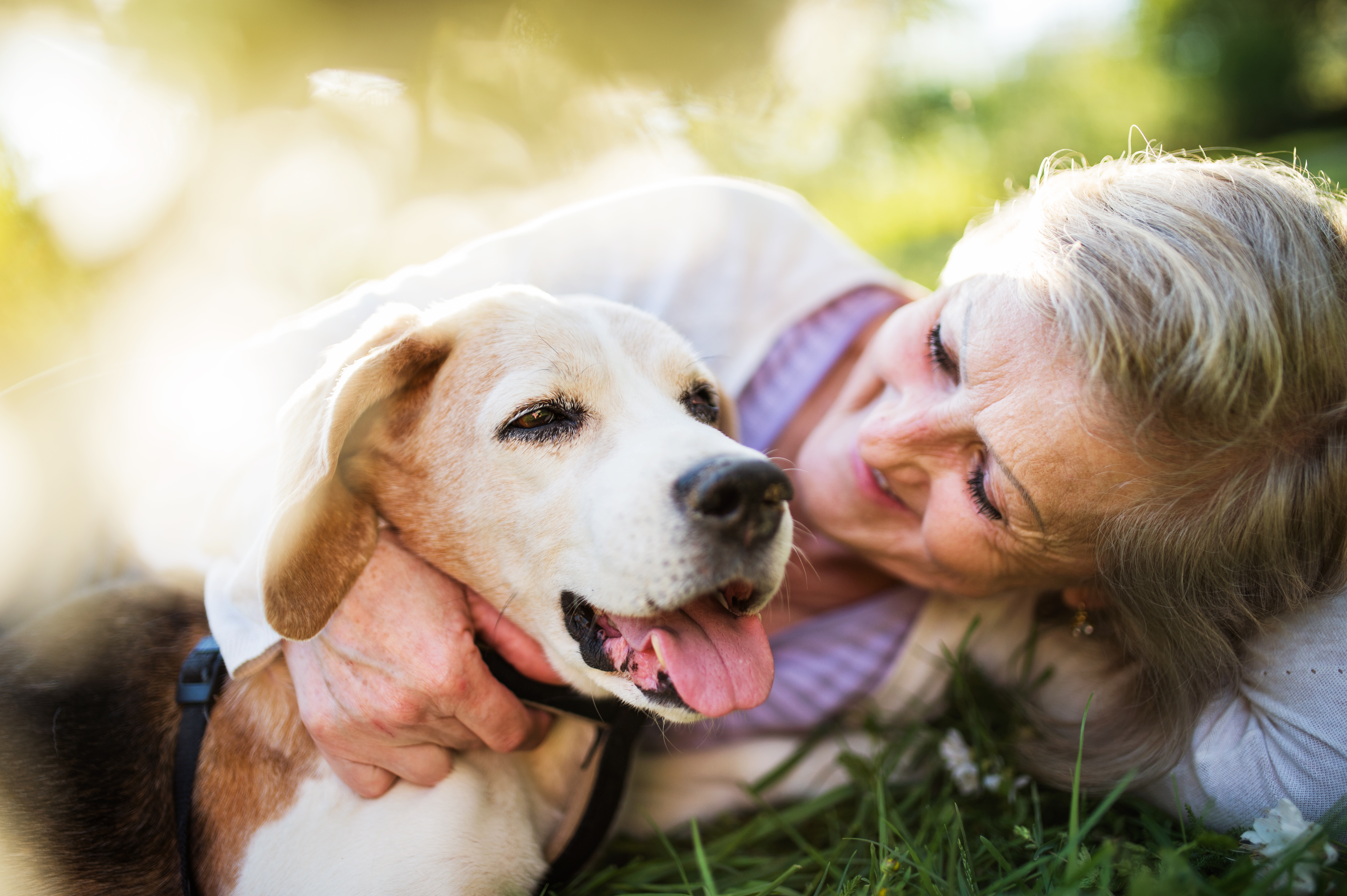 Senior pet